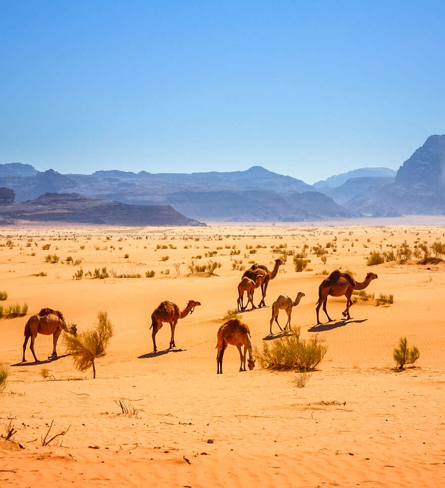 Que faire dans le désert de Wadi Rum ? 