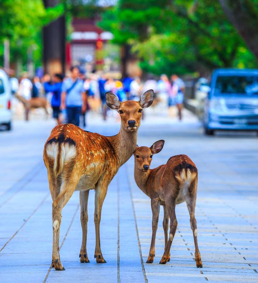 Immersion dans la spiritualité du Japon à Nara 