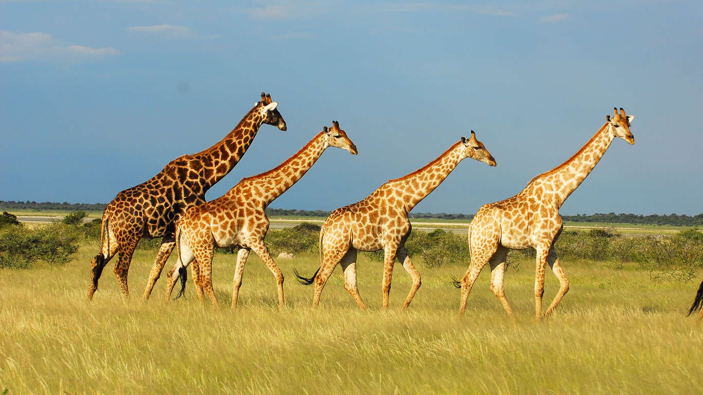 Voyage en Namibie: circuit privé entre amis avec chauffeur