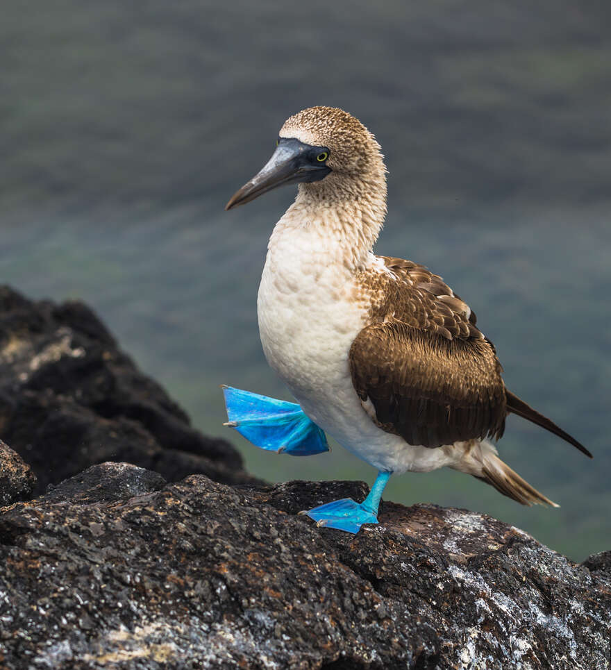 Isla Isabela : à découvrir absolument dans le cadre de votre voyage aux Galápagos