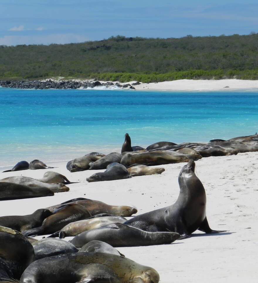 Voyage aux Galápagos : détendez-vous sur l’île de Santa Cruz