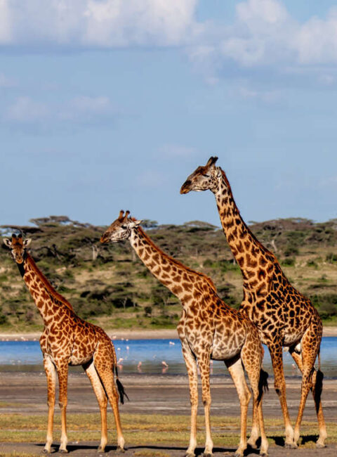Combiné Safari au Kenya et plages de Zanzibar