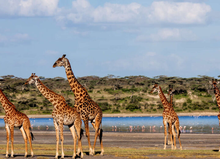 Combiné Safari au Kenya et plages de Zanzibar