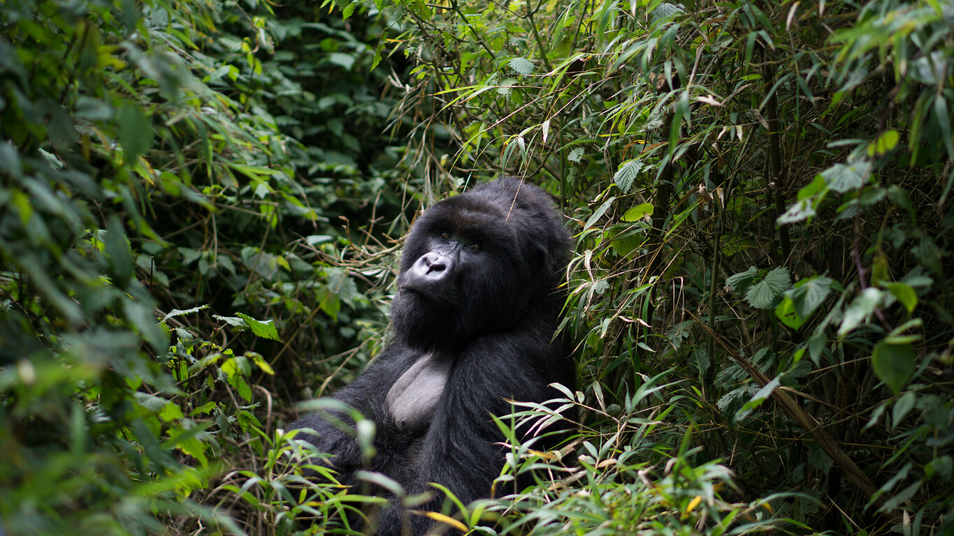 Voyage au Rwanda, le pays aux 1000 collines