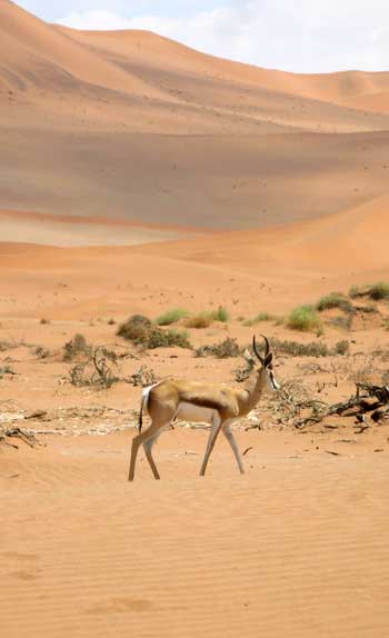 Guide Voyage Namibie