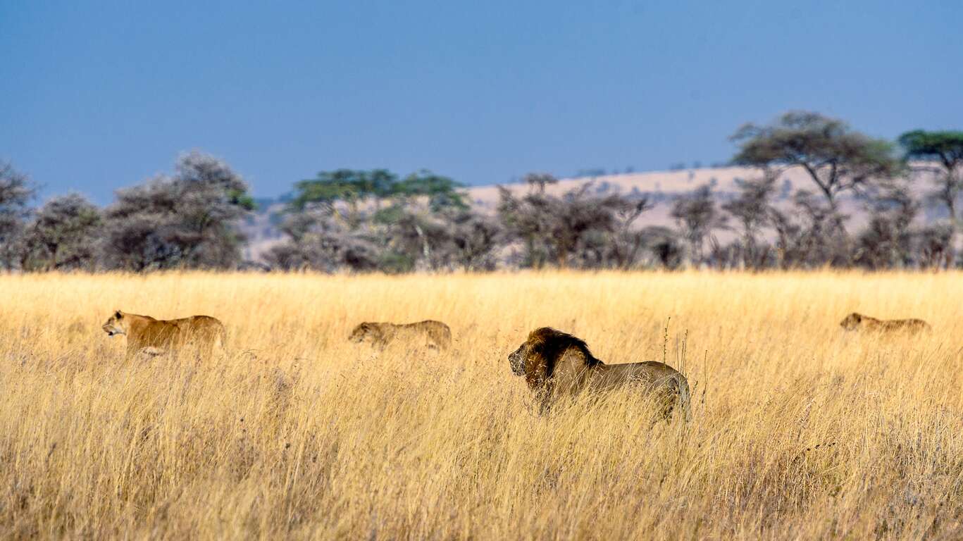 Voyage organisé Tanzanie