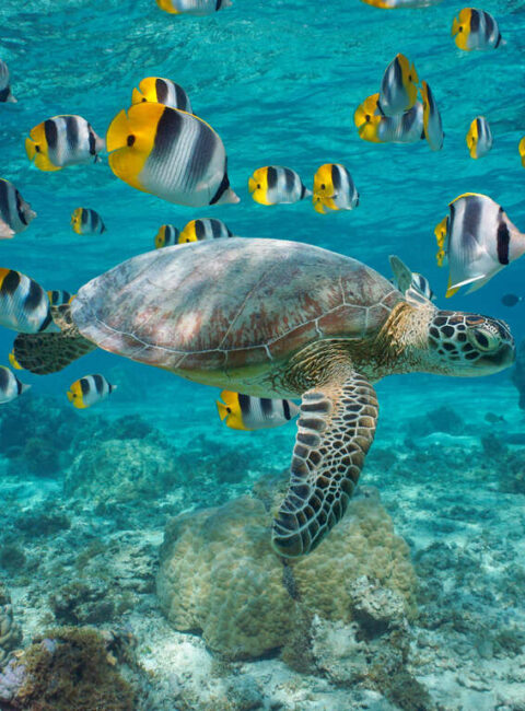 Voyage responsable