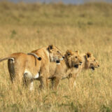 Kenya