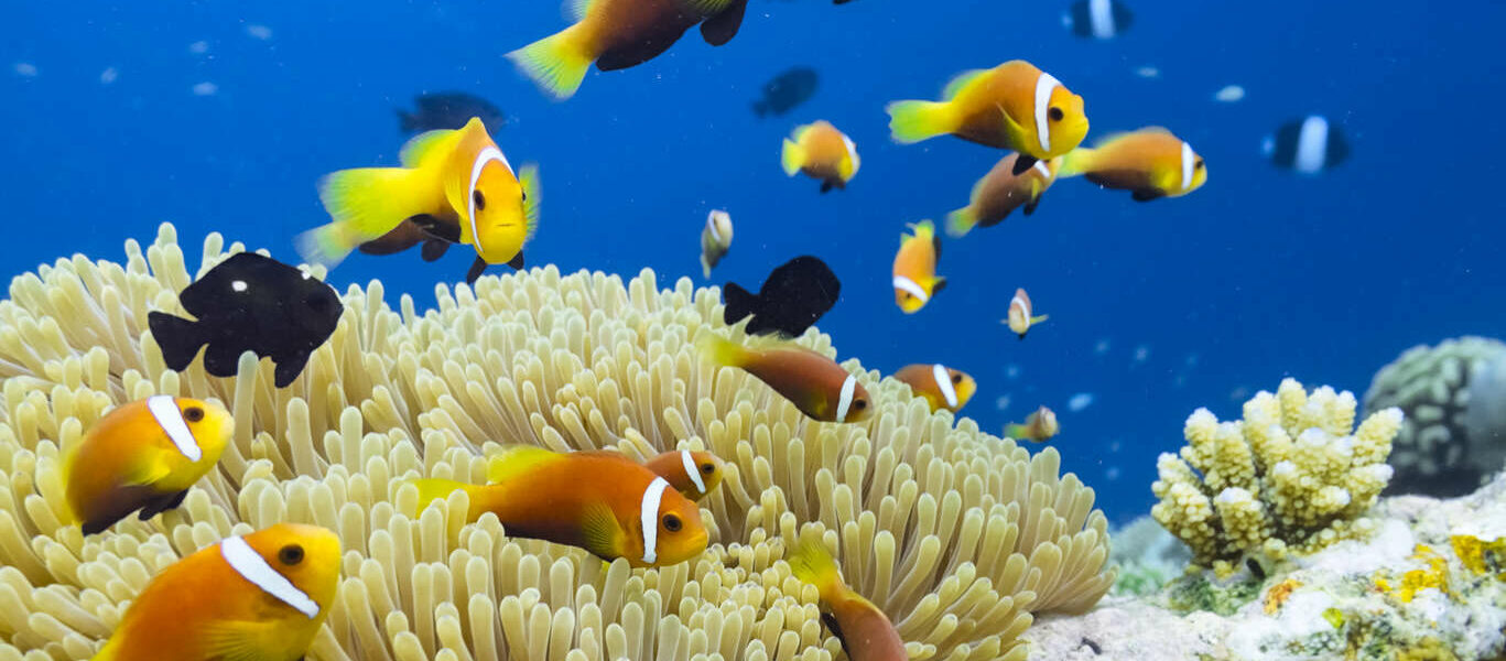 Séjour Détente ou Plongée au Sun Siyam Vilu Reef ****