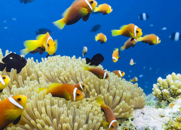 Séjour Détente ou Plongée au Sun Siyam Vilu Reef ****