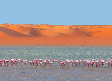 L’essentiel de la Namibie en liberté