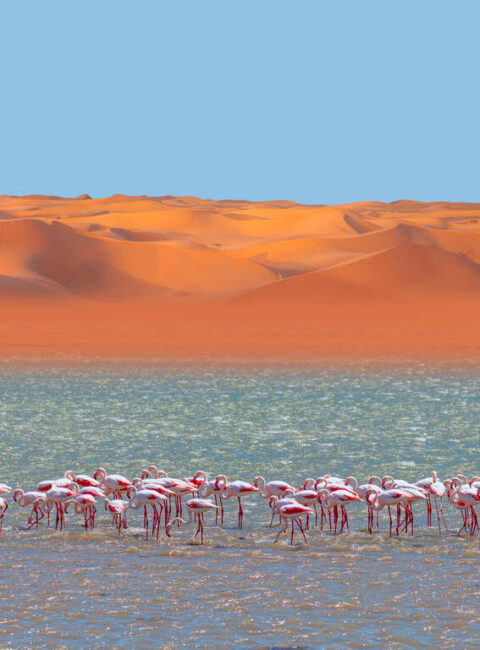 L'essentiel de la Namibie en liberté