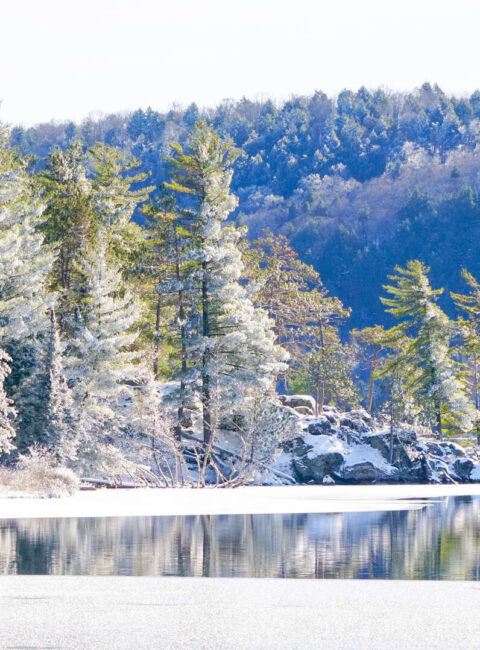 Motoneige et Traineau à Chiens au Saguenay