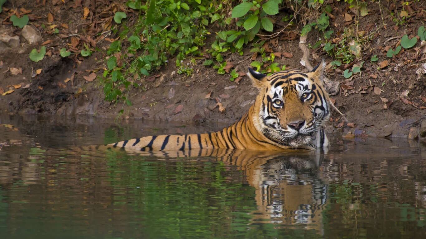Sur la piste des tigres jusqu'à Kajuraho