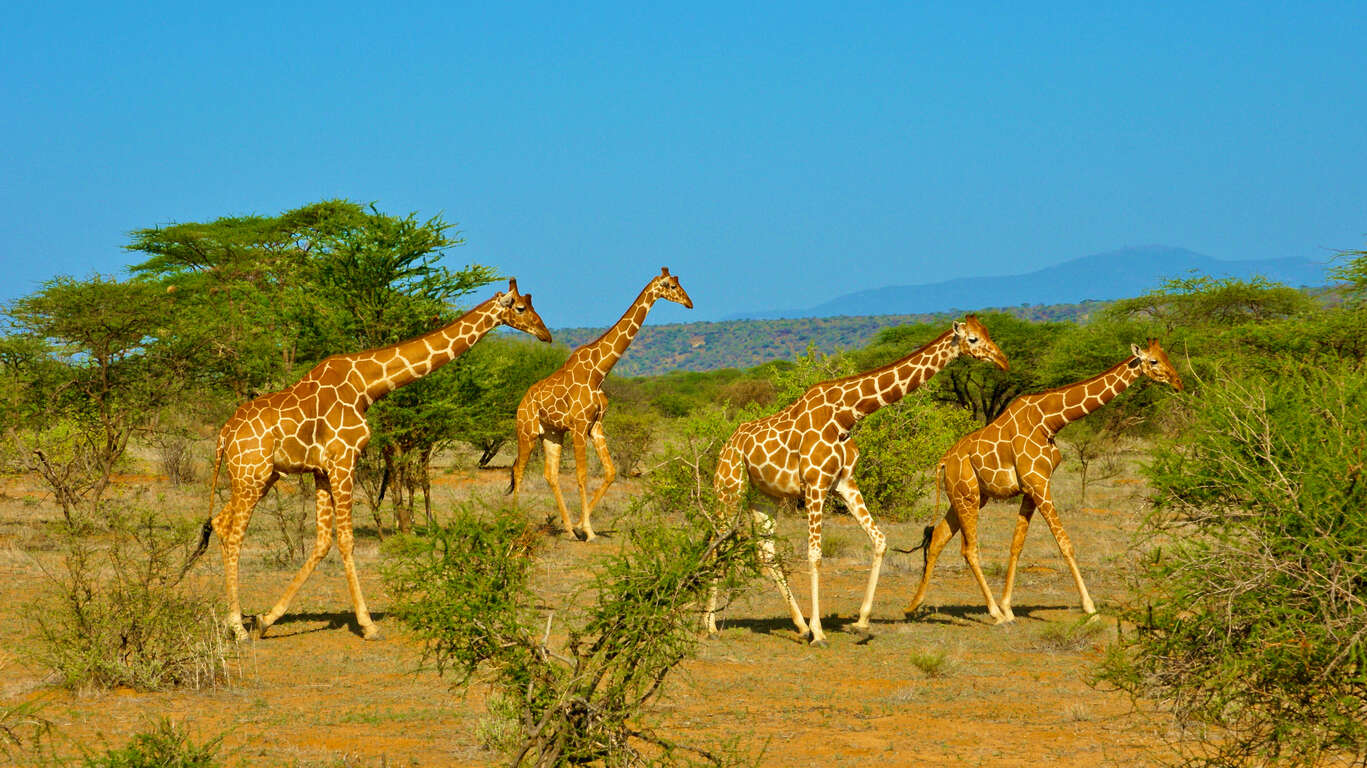 Safari privatif en Tanzanie et plage à Zanzibar