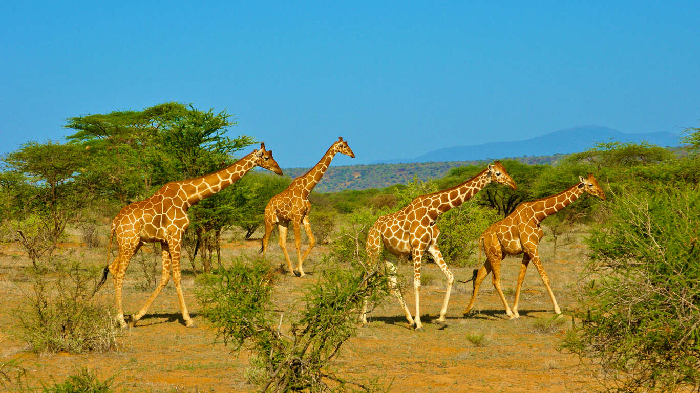 Safari en Tanzanie et plage à Zanzibar