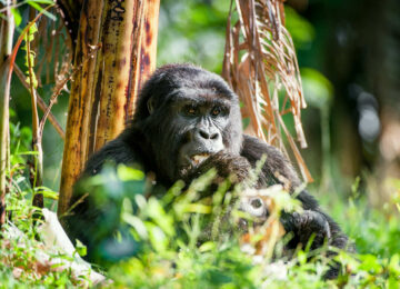 Voyage en Ouganda: A la rencontre des gorilles