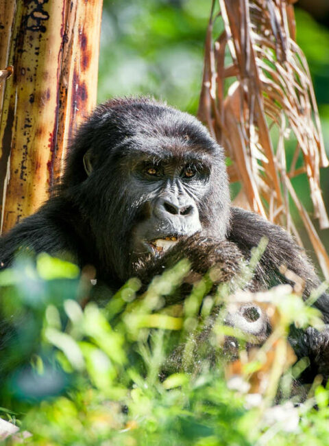 Voyage en Ouganda: A la rencontre des gorilles