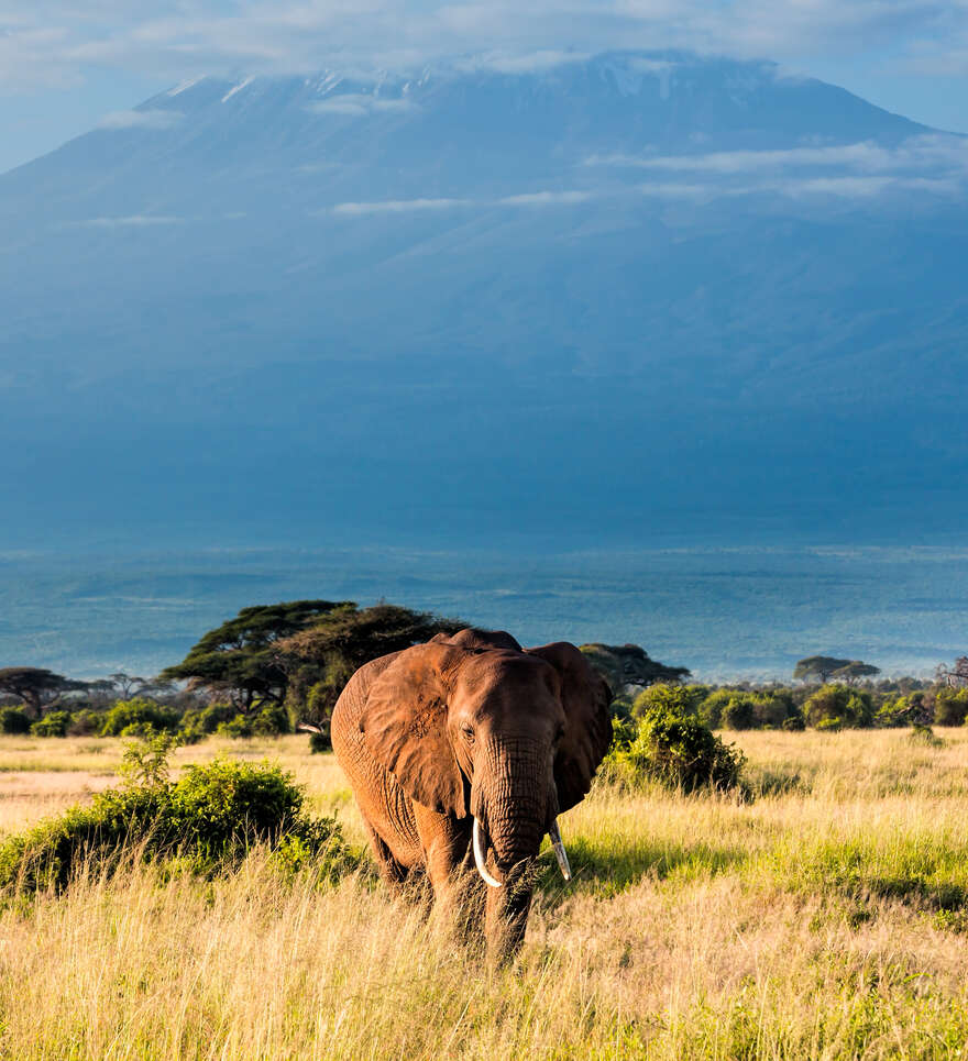 Partez en voyage pour un safari dans le Parc national du Kilimandjaro