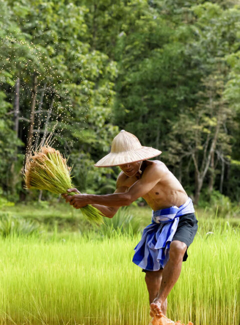 Secrets du Nord du Cambodge