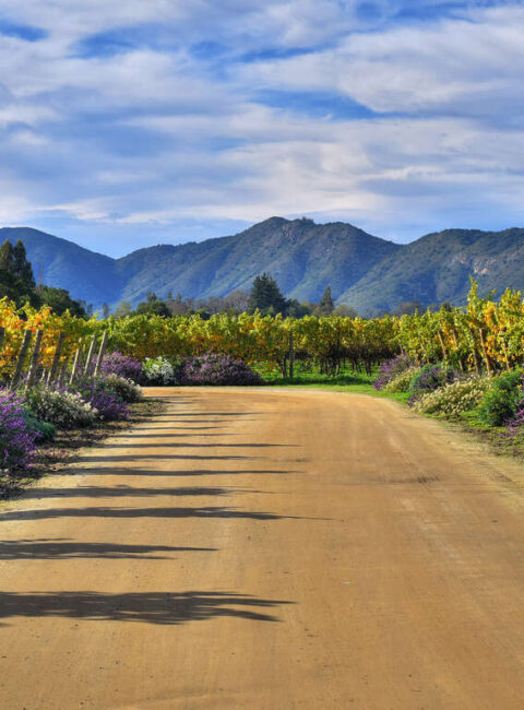 Le Chili entre vignes, désert et mystères
