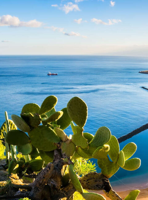 Vacances en famille à Tenerife