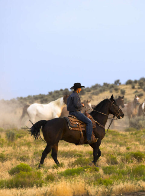 Le Texas Grandeur Nature