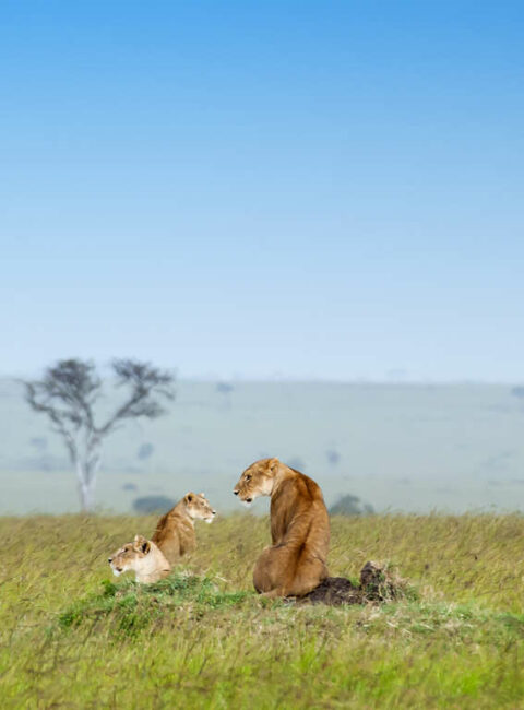 Kenya
