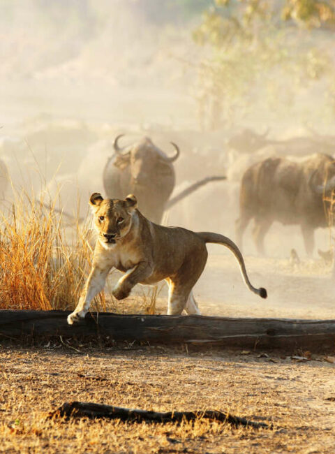 Voyage Safari