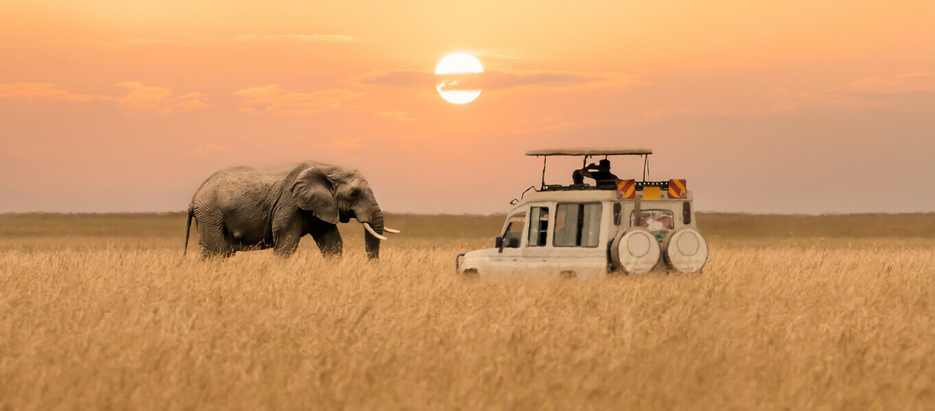 Safari dans les 4 grands parcs du Kenya et Océan Indien
