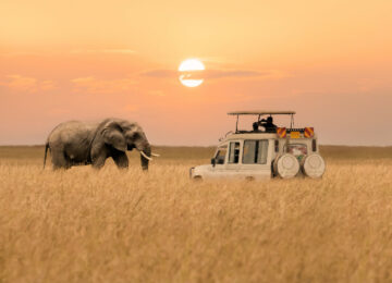 Safari dans les 4 grands parcs du Kenya et Océan Indien