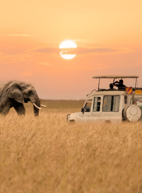 Safari dans les 4 grands parcs du Kenya et Océan Indien