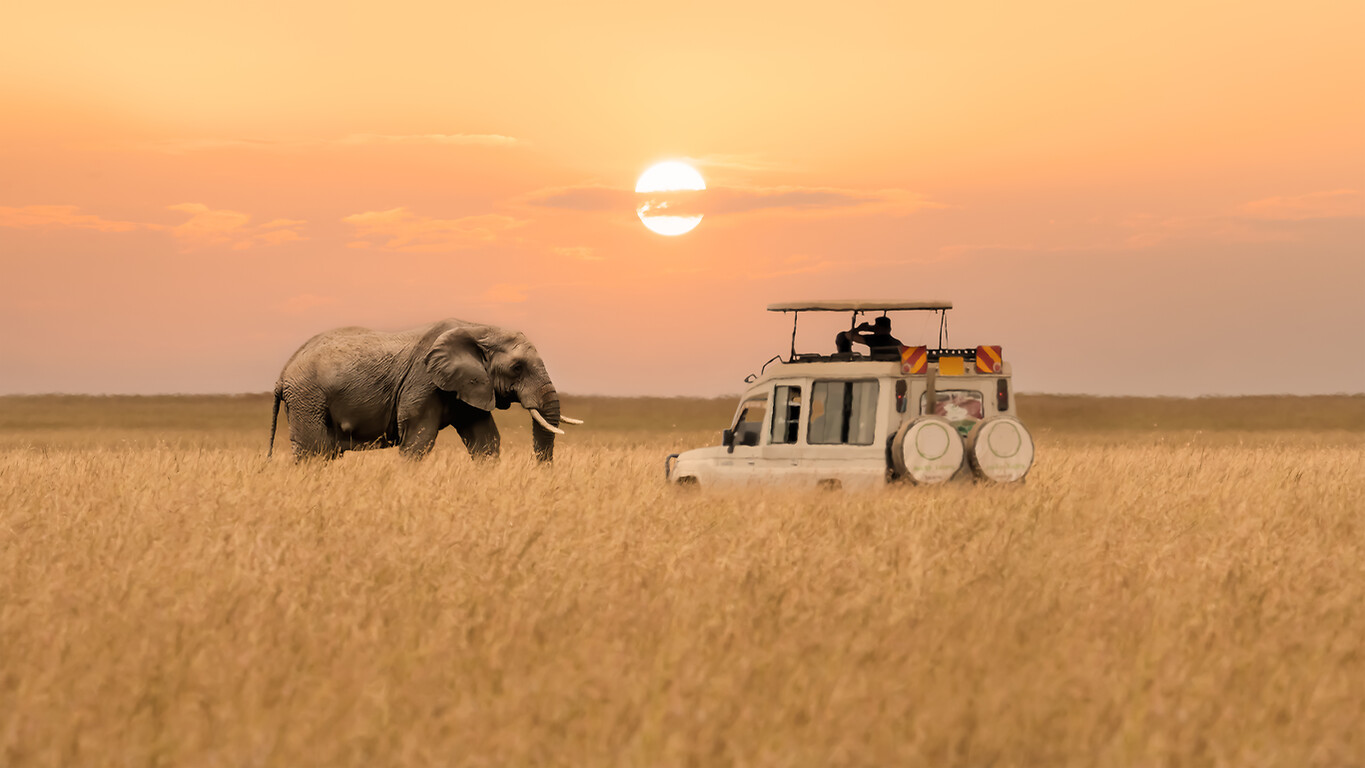 Safari responsable en train au Kenya