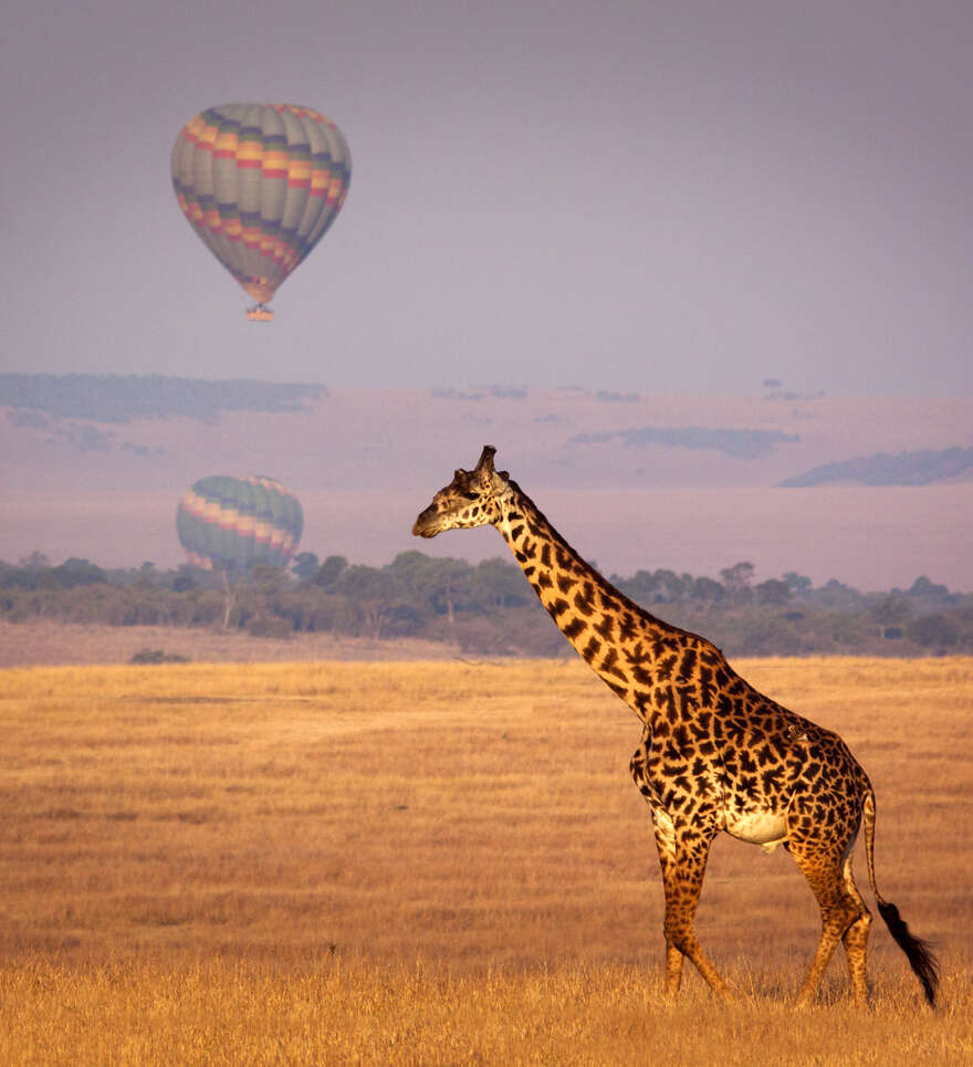 Un safari dans le Masai-Mara au Kenya