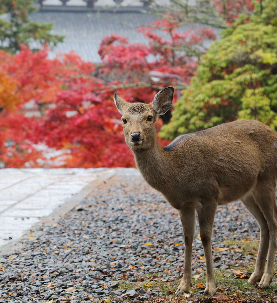 Pourquoi opter pour un voyage à Nara au Japon avec Cercle des Voyages ? 