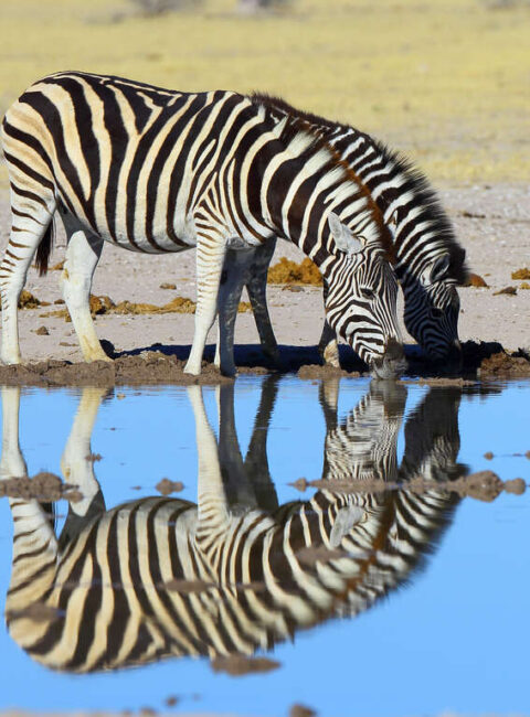 Delta et Désert : de l'Okavango aux Makgadikgadi pans