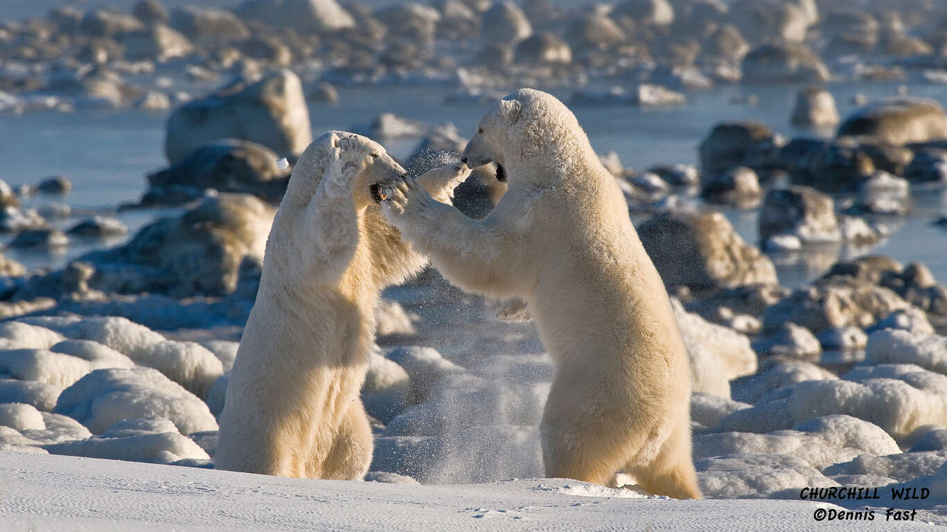 A la rencontre des Ours Blanc