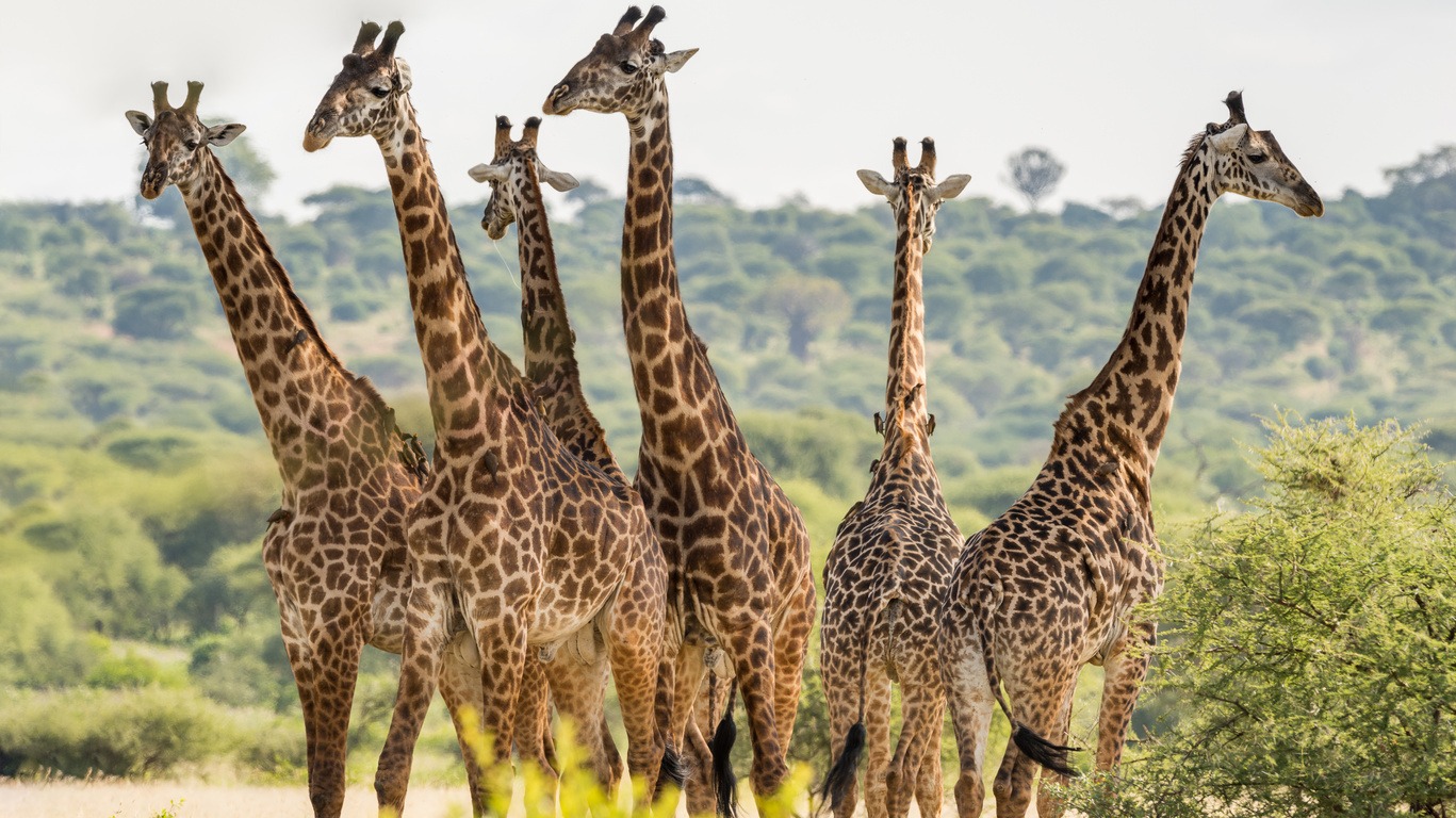 Voyage dans le Parc de Tarangire