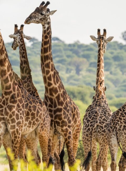 Tanzanie