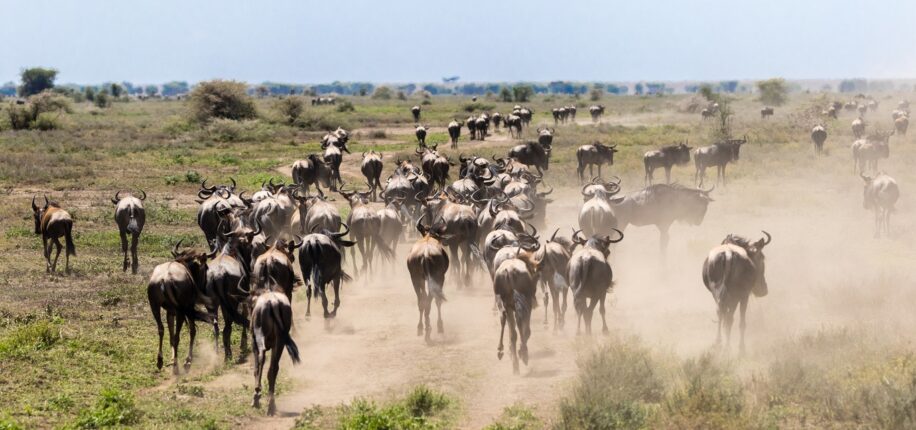 Parc du Serengeti