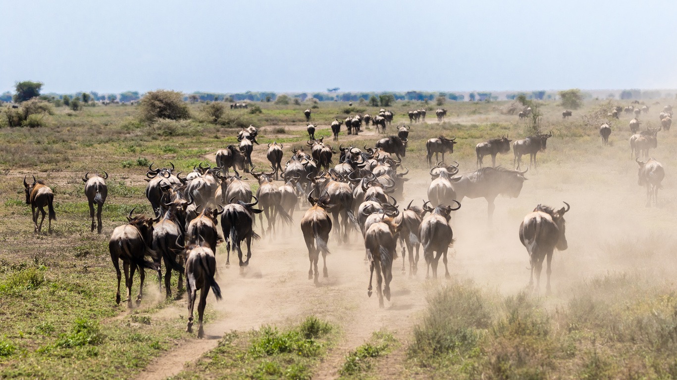 Voyage dans le Parc du Serengeti 