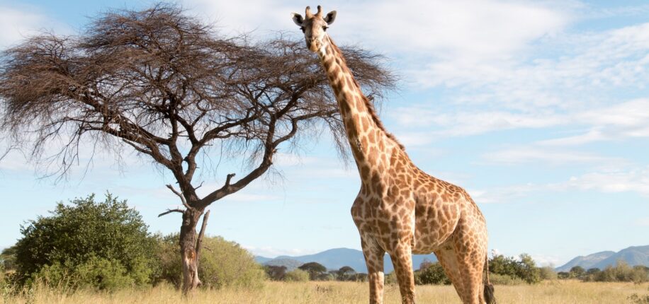 Parc National de Ruaha