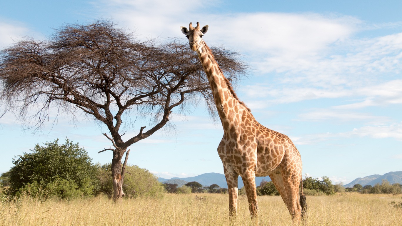 Voyage dans le parc national de Ruaha