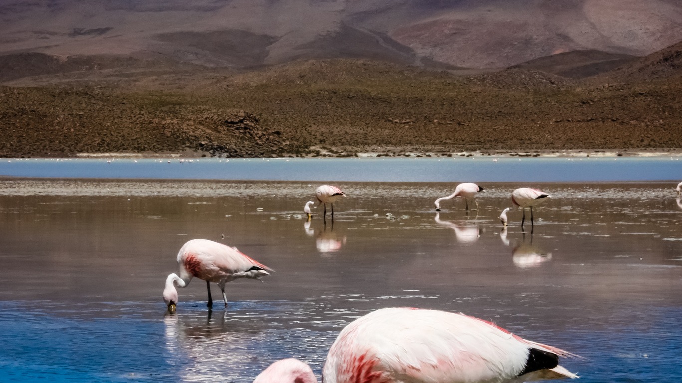 Voyage dans le Salar d’Uyuni depuis l’Argentine