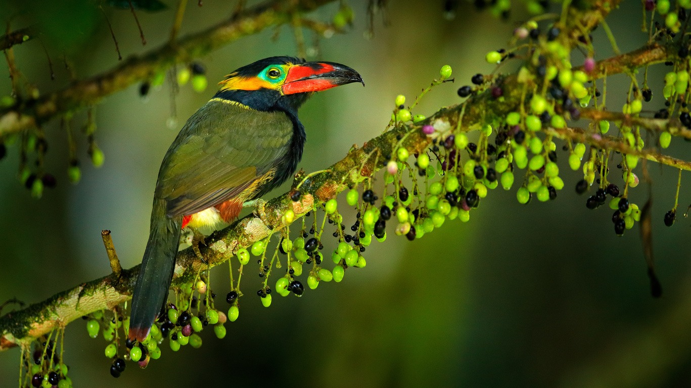 Combiné Costa Rica, Panama et Nicaragua