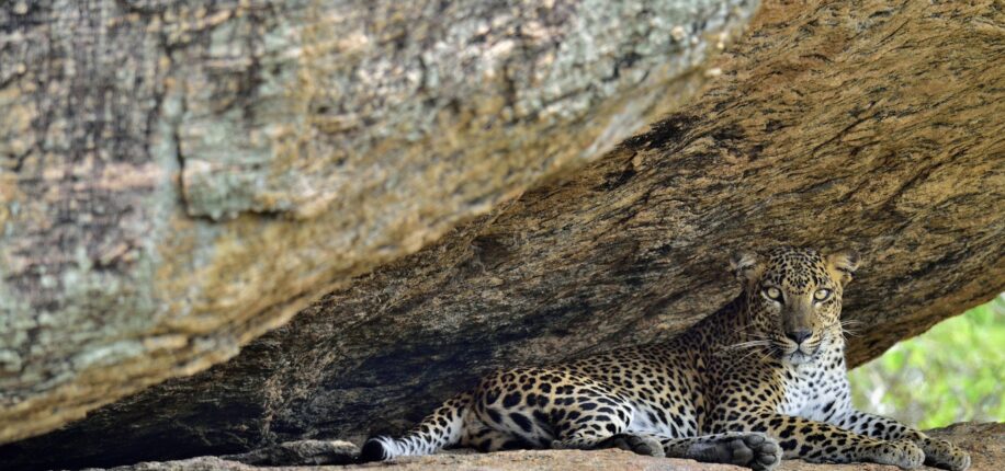 Parc National de Yala