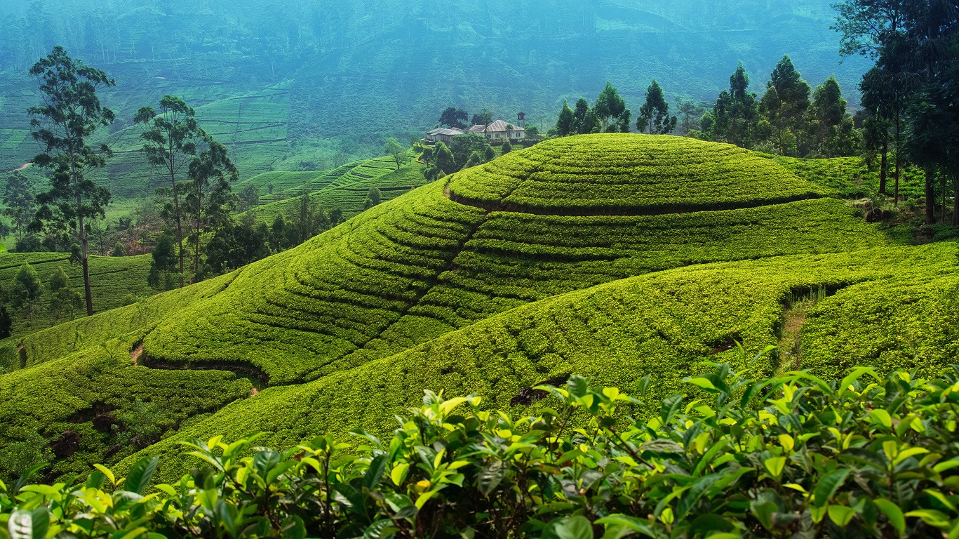 Voyage à Nuwara Eliya 