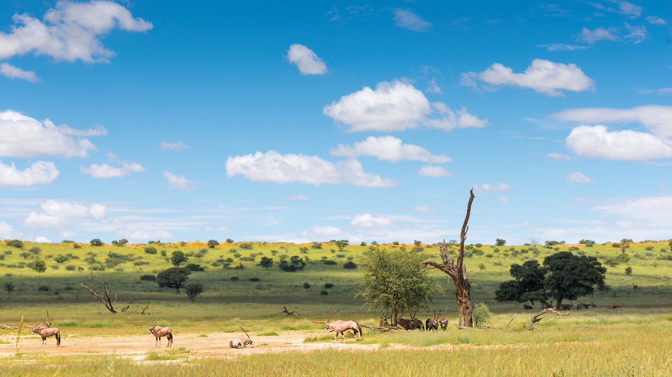 Safari au Botswana