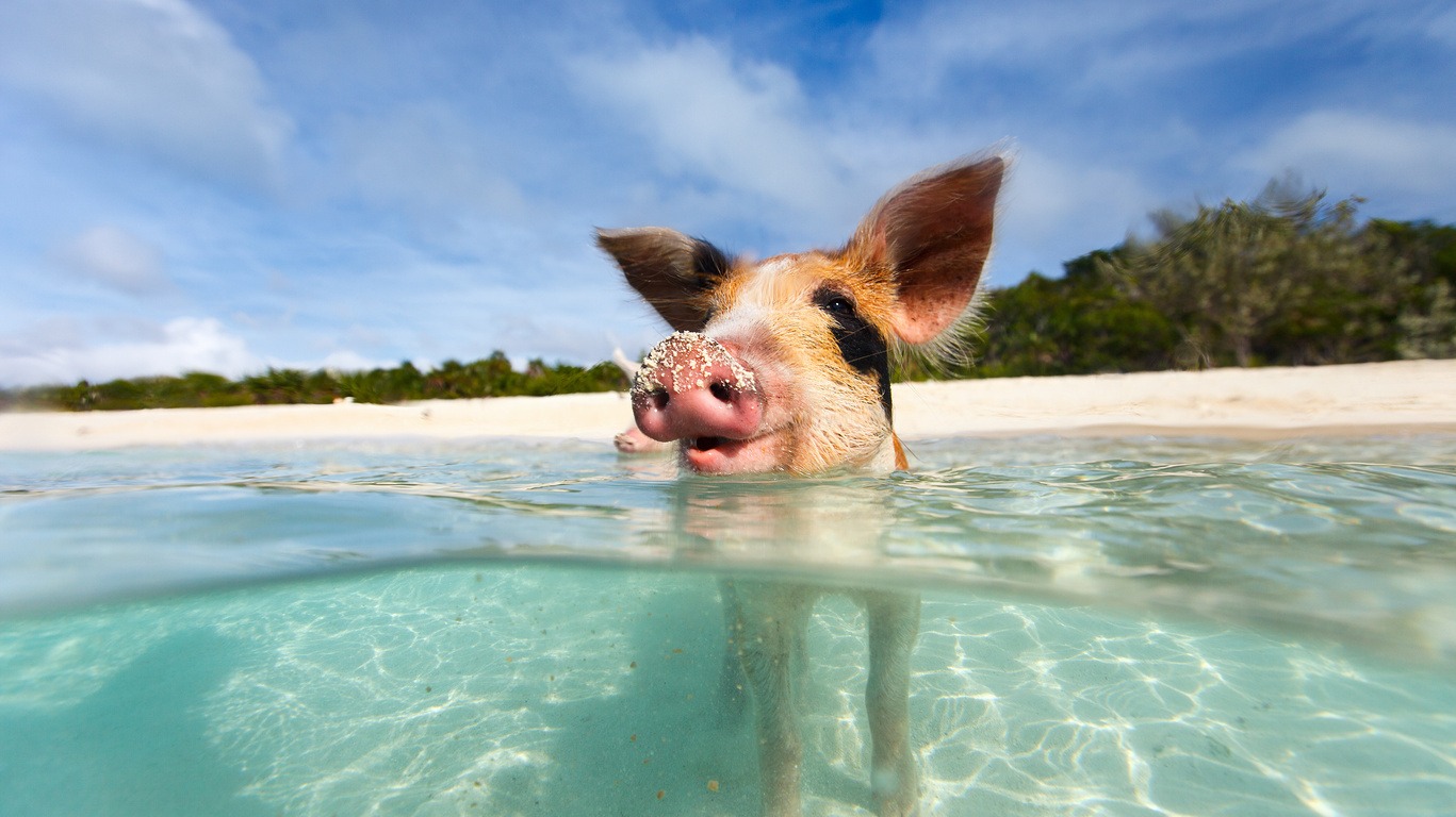 Voyage à Grand Bahama