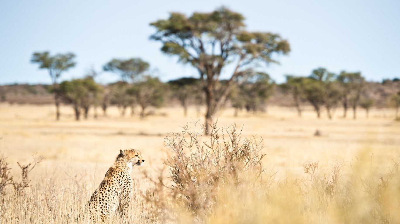 Voyage dans le Désert du Kalahari